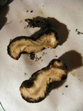 Xylaria polymorpha image
