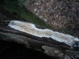Antrodia albida image