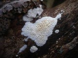 Antrodia albida image