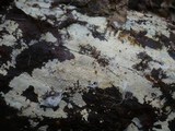 Hyphodontia pallidula image
