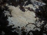 Hyphodontia pallidula image