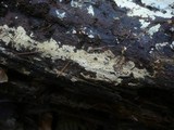 Hyphodontia pallidula image