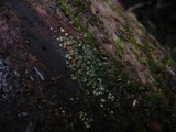 Hypocrea sinuosa image