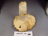 Russula virescens image