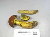 Boletus oliveisporus image