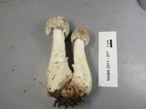 Hypomyces hyalinus image
