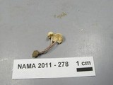 Cystolepiota sistrata image