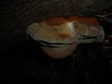 Inonotus hispidus image