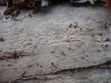 Sistotremastrum niveocremeum image