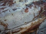 Sistotremastrum niveocremeum image