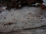 Sistotremastrum niveocremeum image