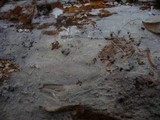 Sistotremastrum niveocremeum image