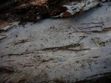 Sistotremastrum niveocremeum image