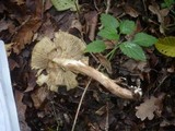 Inocybe rimosa image