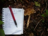 Inocybe rimosa image