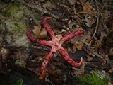 Clathrus archeri image
