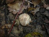 Clathrus archeri image