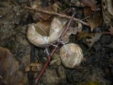 Clathrus archeri image