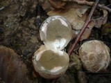 Clathrus archeri image