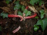 Clathrus archeri image