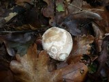 Clathrus archeri image