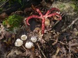 Clathrus archeri image