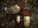 Leccinum aurantiacum image