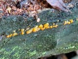 Dacrymyces stillatus image