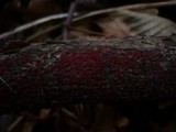 Nectria episphaeria image