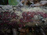 Nectria episphaeria image