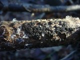 Eutypella leprosa image