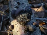 Daldinia childiae image