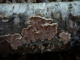 Steccherinum bourdotii image