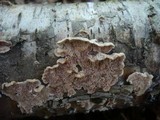 Steccherinum bourdotii image