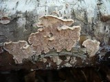 Steccherinum bourdotii image