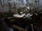 Steccherinum bourdotii image