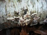 Steccherinum bourdotii image