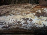 Radulomyces confluens image