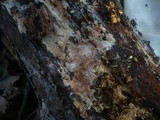 Gloiothele lactescens image