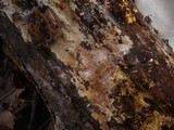 Gloiothele lactescens image