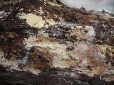 Gloiothele lactescens image