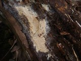 Gloiothele lactescens image