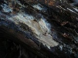 Gloiothele lactescens image