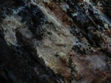 Gloiothele lactescens image