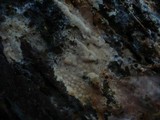 Gloiothele lactescens image