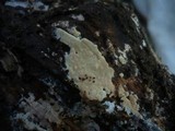 Gloiothele lactescens image