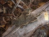 Porostereum spadiceum image