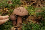 Tylopilus rubrobrunneus image