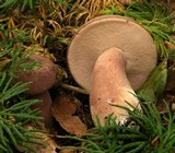 Tylopilus rubrobrunneus image