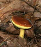 Boletus subglabripes image